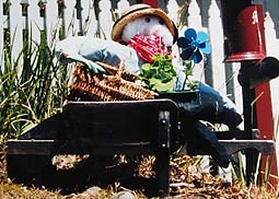 Scarecrow idea with a wheelbarrow